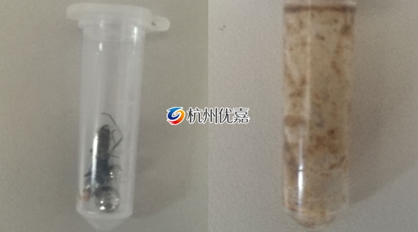 宋慈多样品组织研磨仪研磨动物提取核酸实验步骤