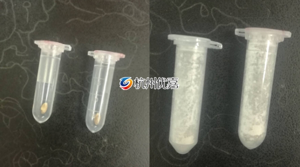 如何利用多样品组织研磨仪研磨小麦种子